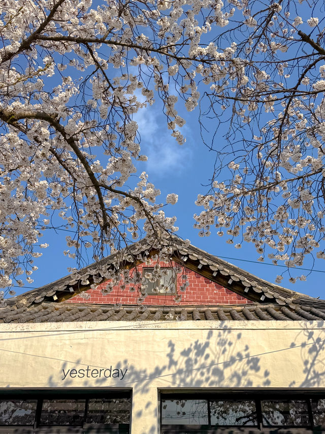 Gyeongju:The Ultimate Spring Destination 