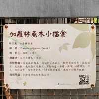 加羅林魚木花開的季節