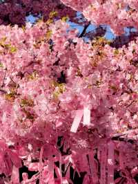 Sakura-jingu Shrine Cherry Blossoms – Tokyo’s Secret "Marriage Sakura" Sanctuary