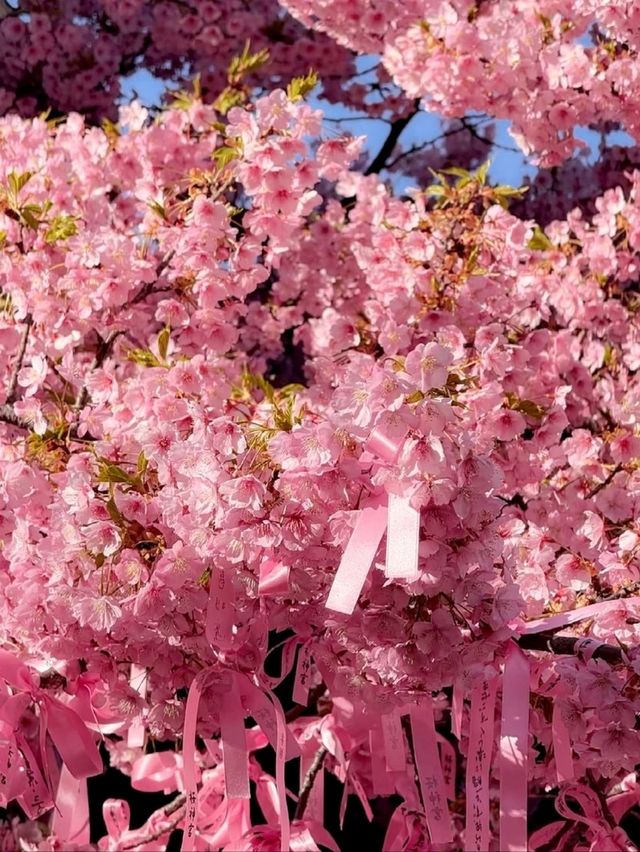 Sakura-jingu Shrine Cherry Blossoms – Tokyo’s Secret "Marriage Sakura" Sanctuary