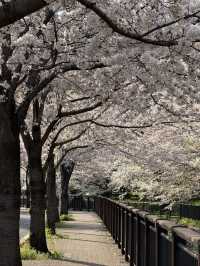 Musashino Park – Tokyo’s Suburban Sakura Sanctuary