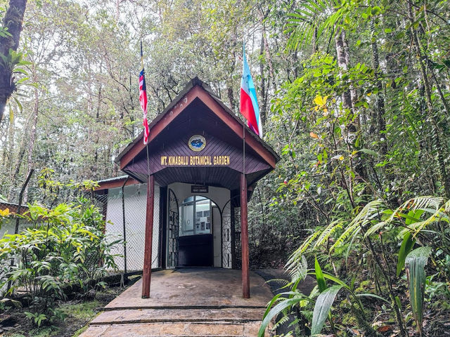Kinabalu’s Secret Garden: Where Flowers Are Louder Than Tourists!"🌸🌿