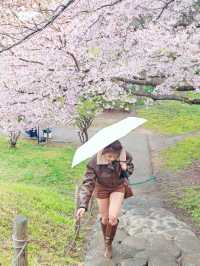 หนึ่งในจุดชมซากุระสุดสวยในยามากาตะ 