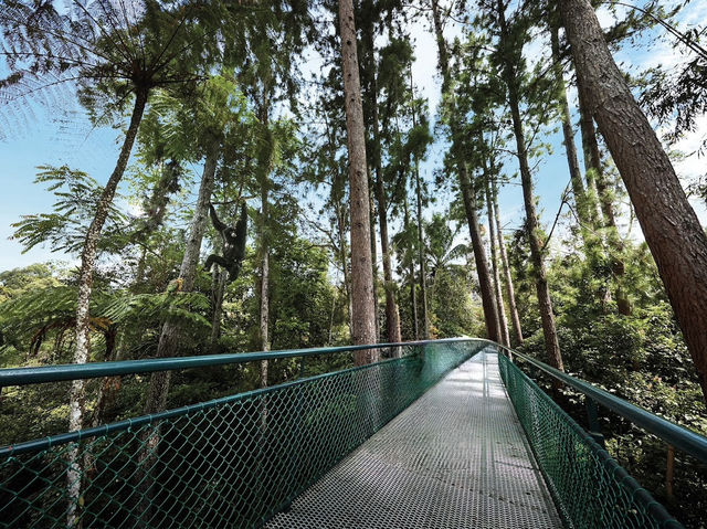 🌿 Where the Forest Whispers Just Loud Enough🍃🧘‍♂️