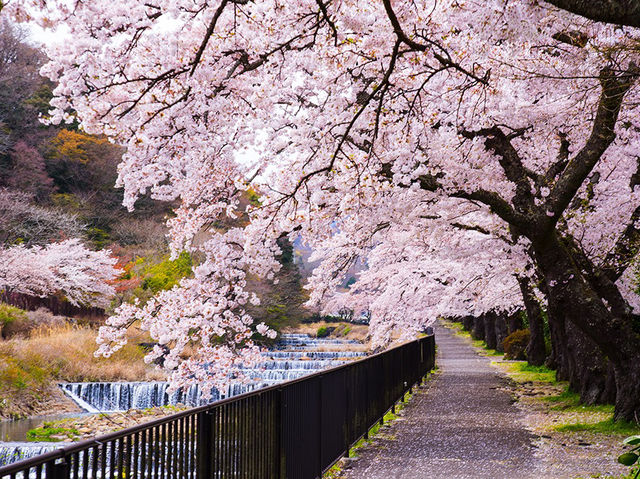 Hakone Cherry Blossoms: A Mountain Retreat in Pink