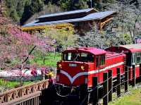 Alishan Cherry Blossoms: A Misty Mountain Dream in Taiwan