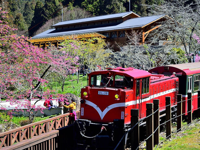 Alishan Cherry Blossoms: A Misty Mountain Dream in Taiwan