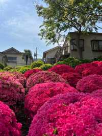 Nezu Shrine Azalea Festival 🌸🌿 | 100 Varieties, 3000 Blooms — Absolutely Breathtaking!