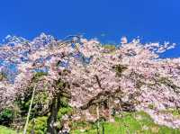 🌸 Time-Traveling Sakura: My Day in Koishikawa Korakuen’s Secret Garden 🌸
