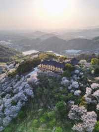 🌸 Hidden Cherry Blossom Paradise: 100,000+ Trees at Greenfields Happy Valley! 🌸
