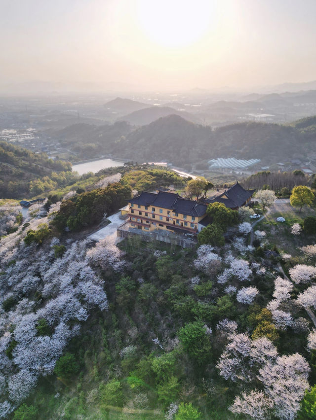 🌸 Hidden Cherry Blossom Paradise: 100,000+ Trees at Greenfields Happy Valley! 🌸