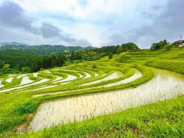 【千葉】東京から1番近い絶景棚田「大山千枚田」