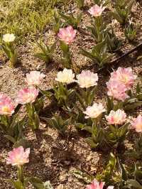 Spring Blooms and Serene Landscapes