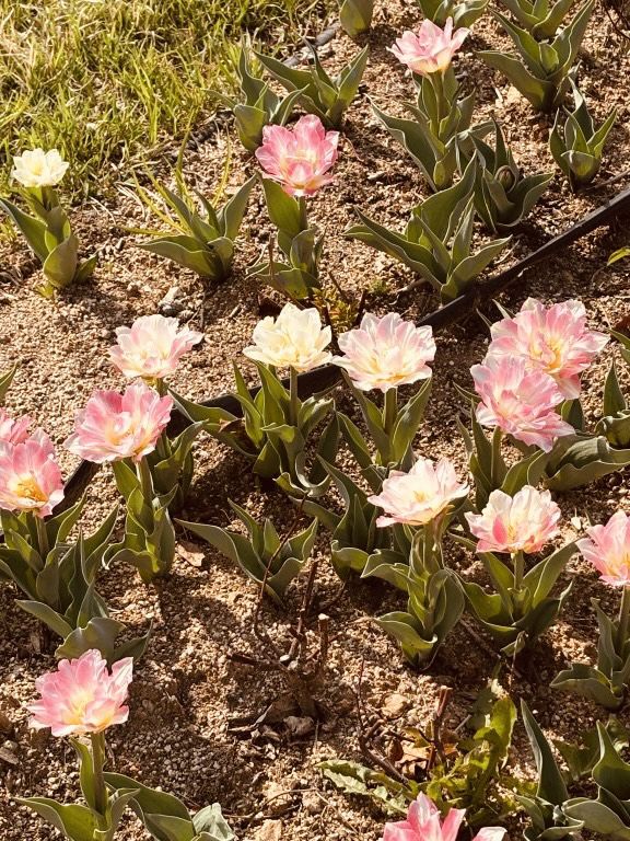 Spring Blooms and Serene Landscapes
