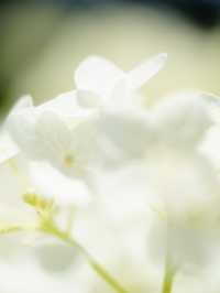 【埼玉】菖蒲と紫陽花が見られる穴場スポット