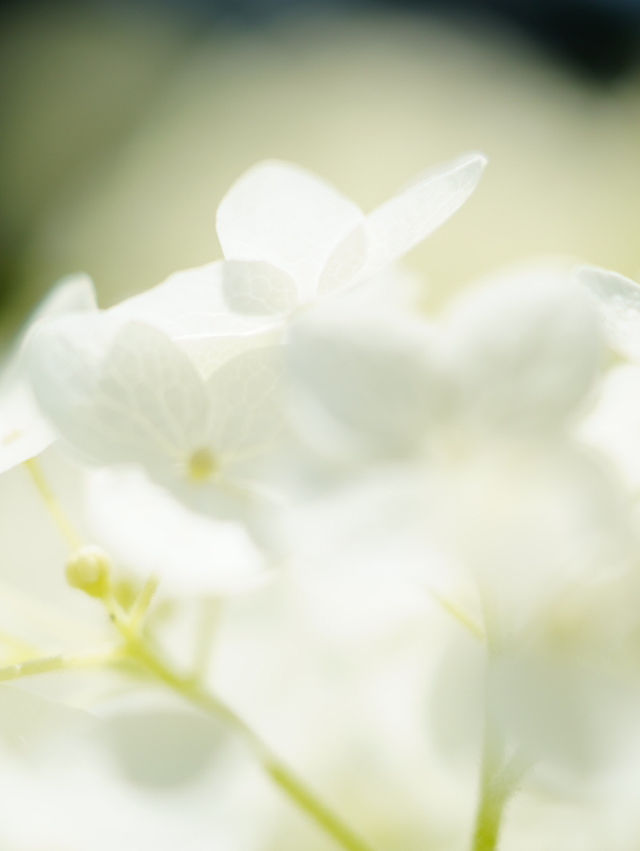 【埼玉】菖蒲と紫陽花が見られる穴場スポット