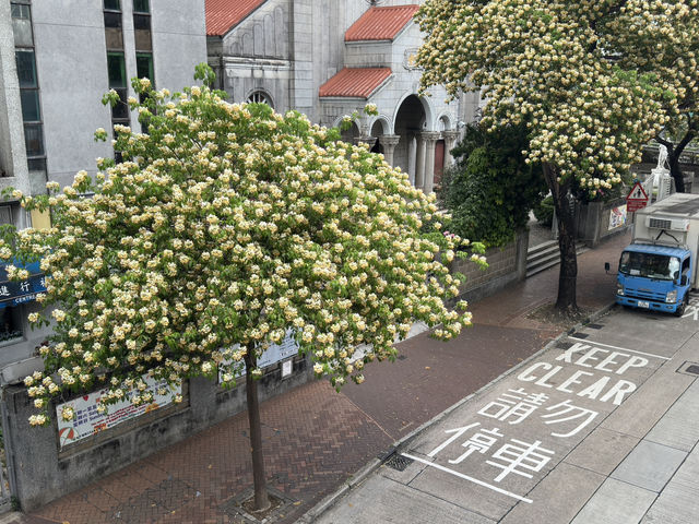 香港好去處 | 復活節賞花(上) | 魚木 | 藍花楹