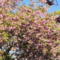 Fluffy Double Cherry Blossoms of Munsusa Temple