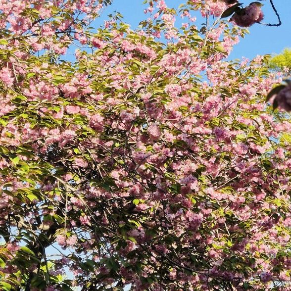 Fluffy Double Cherry Blossoms of Munsusa Temple