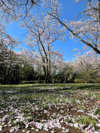 “Whispers of Spring: Cherry Blossoms in Full Glory at Izumi Nature Park”
