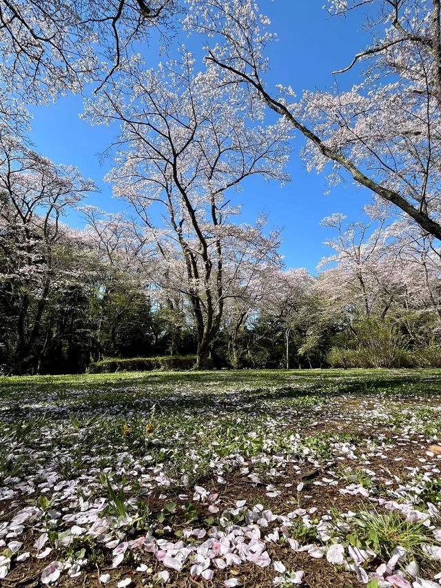 “Whispers of Spring: Cherry Blossoms in Full Glory at Izumi Nature Park”