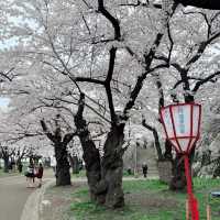 A romantic city in bloom (Morioka)