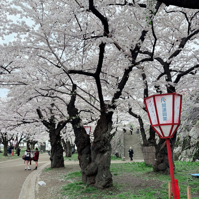 A romantic city in bloom (Morioka)
