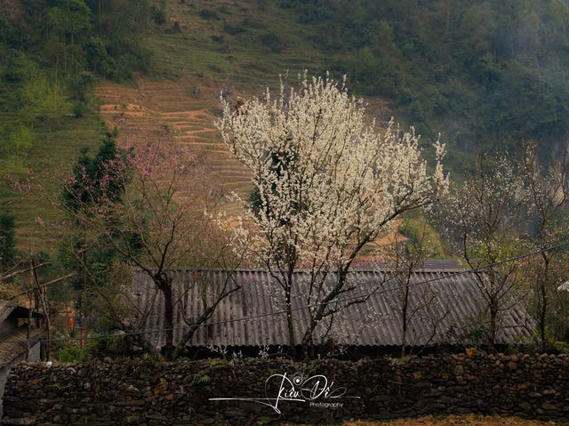 Hà Giang