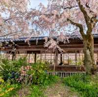 京都-原谷苑，此生必看的櫻花勝地！