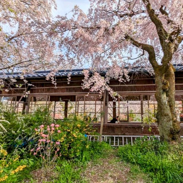 京都-原谷苑，此生必看的櫻花勝地！