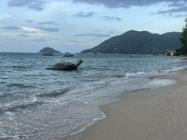 泰忘情獨旅女孩🐢文青龜島顛覆你的想像