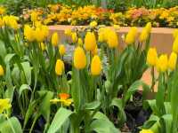 Wondrous Bloom ระยอง