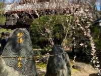 內行人才知道的京都賞櫻景店---本滿寺