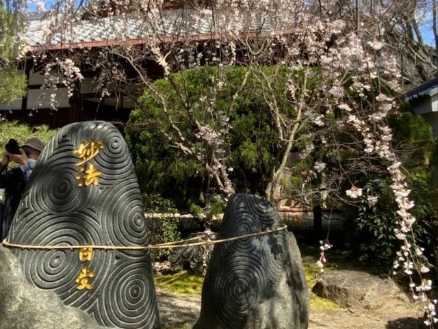 內行人才知道的京都賞櫻景店---本滿寺