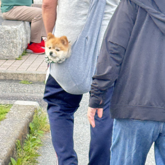 Wakayama Waka Waka 