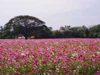 ชมทุ่งดอกไม้สวยๆหลากสีที่จิม ทอมป์สัน ฟาร์ม
