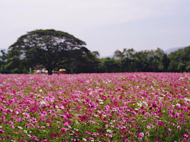 ชมทุ่งดอกไม้สวยๆหลากสีที่จิม ทอมป์สัน ฟาร์ม