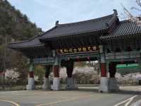 Cherry Blossom Templestay