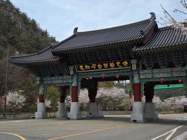 Cherry Blossom Templestay