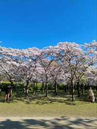 De Poel Cherry Blossom