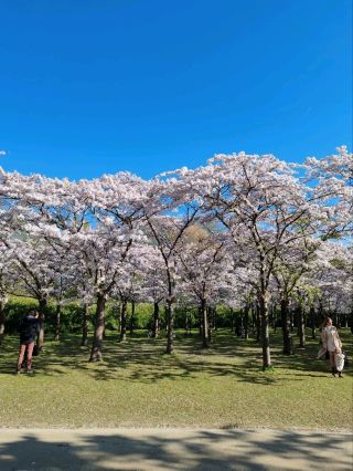 De Poel Cherry Blossom
