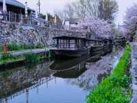 Cherry Blossoms + Old-Timey Canal 