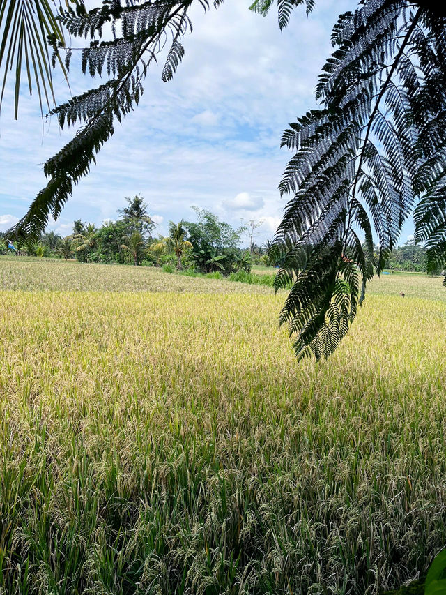  Morning Serenity at Prabhu Ubud Villa’s Lush Oasis Pool