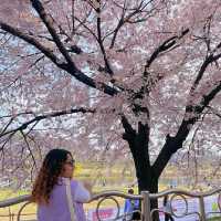 Daejeon in Bloom: A Springtime Escape in Korea’s Science City