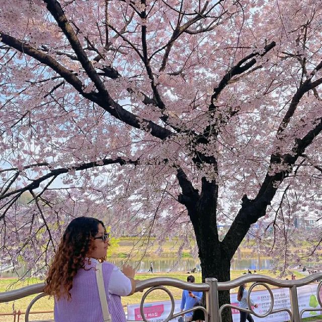 Daejeon in Bloom: A Springtime Escape in Korea’s Science City