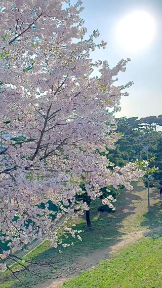 Spring 봄 at Suwon