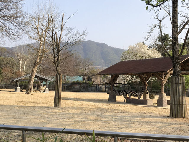 과천 나들이 코스로 좋은곳 ‘서울대공원’ 🦓