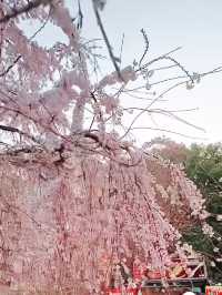 Sakura Strolls and Street Eats at Ueno Park