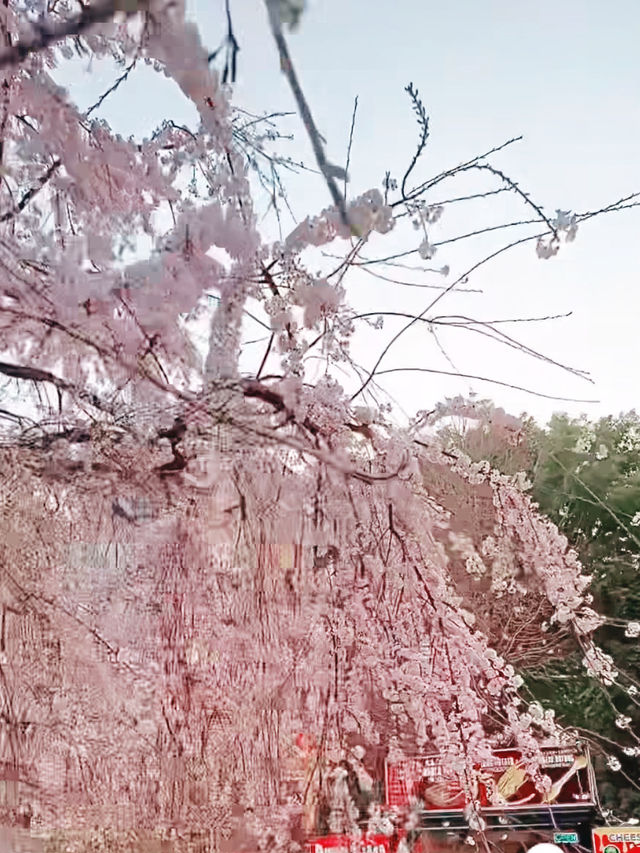 Sakura Strolls and Street Eats at Ueno Park