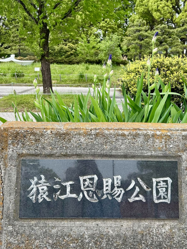 A Local Morning Walk Around Sumiyoshi – Pancakes & Park Views